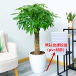 辫�l发财树�֮�Ӫ���内�j�p����财观叶��厅�|�u�`�C�n养�ִ�树桩